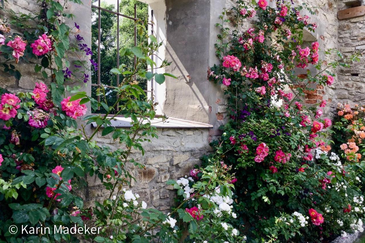 Design Ferienwohnung Mit Bauerngarten Waldkirchen Dış mekan fotoğraf